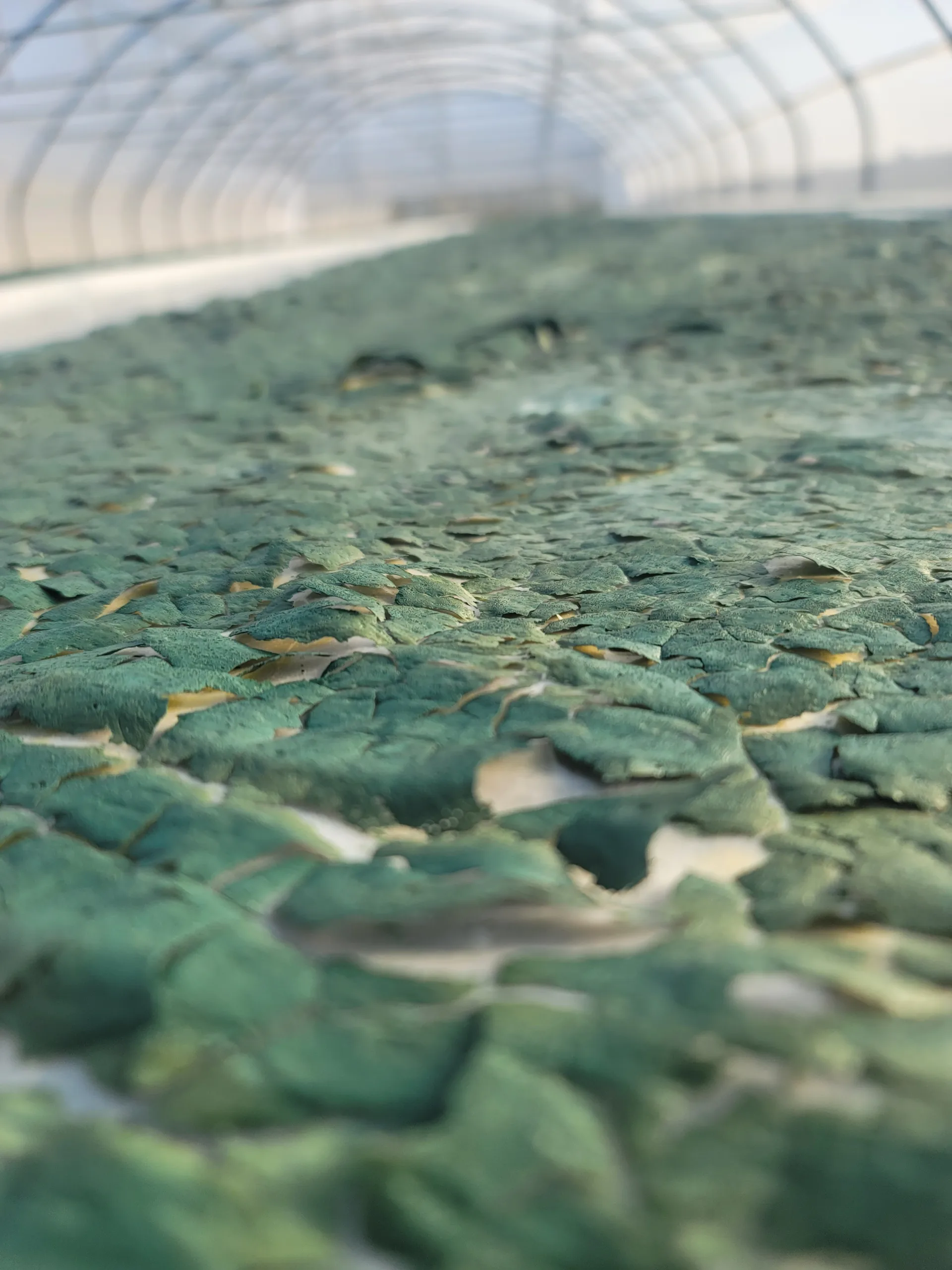 spirulina supreme νιφαδες